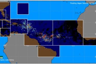Positive Sargassum Forecast Mexican Caribbean Will Be Algae Free Soon