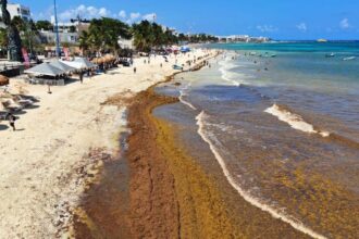 Scientists Reveal New Findings On Causes Of Abnormal Sargassum Invasions In The Caribbean