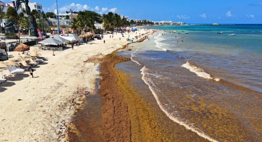 Scientists Reveal New Findings On Causes Of Abnormal Sargassum Invasions In The Caribbean