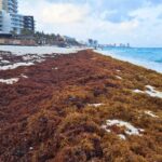 Cancun To Host Summit For Exploring Sargassum's Economic Opportunities