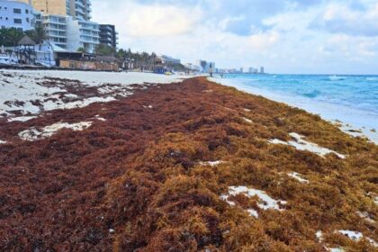 Cancun To Host Summit For Exploring Sargassum's Economic Opportunities