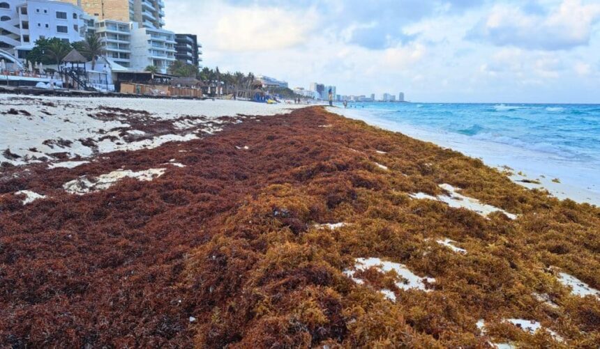 Cancun To Host Summit For Exploring Sargassum's Economic Opportunities