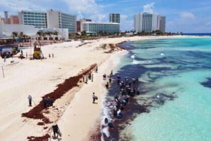 Mexican Hotel Association Refuses To Keep Paying For Sargassum Cleaning