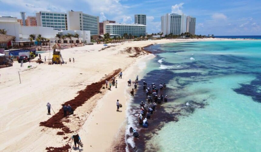 Mexican Hotel Association Refuses To Keep Paying For Sargassum Cleaning