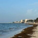 Sargassum Seaweed Invades Playa Del Carmen Beaches After Hurricane Beryl