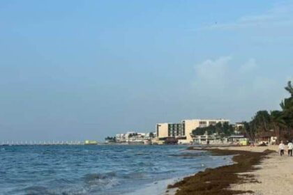 Sargassum Seaweed Invades Playa Del Carmen Beaches After Hurricane Beryl