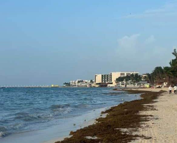 Sargassum Seaweed Invades Playa Del Carmen Beaches After Hurricane Beryl