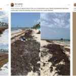 While Cancun Is Sargassum-Free, Punta Cana Is Experiencing Massive Arrivals