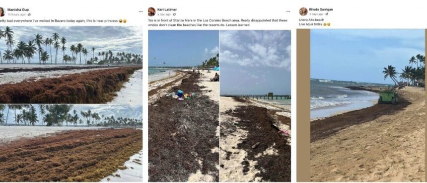 While Cancun Is Sargassum-Free, Punta Cana Is Experiencing Massive Arrivals