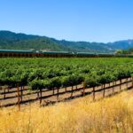 Napa Valley Wine Train passing vineyard