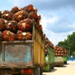 Palm Oil Smallholders in Indonesia Need Government Help, Not Hindrance