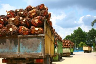 Palm Oil Smallholders in Indonesia Need Government Help, Not Hindrance