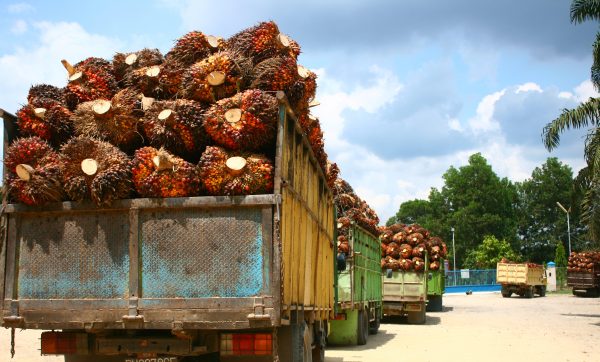 Palm Oil Smallholders in Indonesia Need Government Help, Not Hindrance