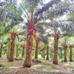 Indonesia’s Biodiesel Push Poses Risks to Palm Oil Supply Chain