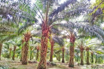 Indonesia’s Biodiesel Push Poses Risks to Palm Oil Supply Chain