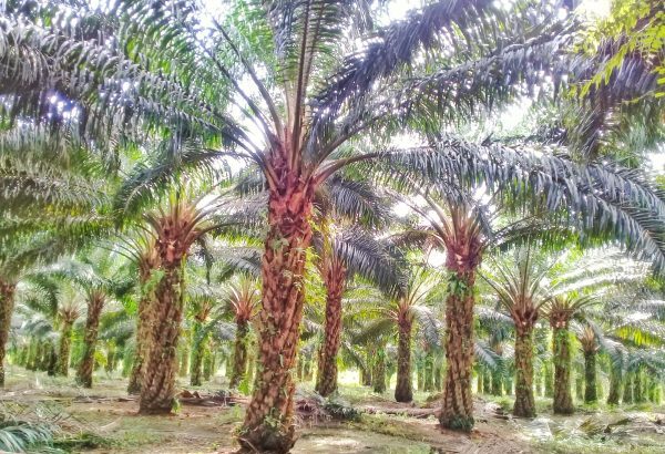 Indonesia&rsquo;s Biodiesel Push Poses Risks to Palm Oil Supply Chain