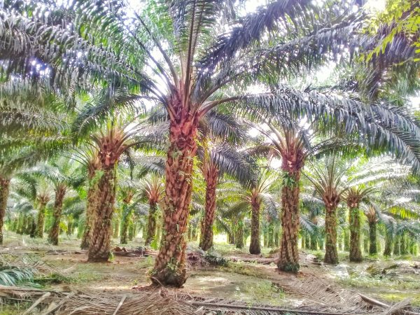 Indonesia’s Biodiesel Push Poses Risks to Palm Oil Supply Chain