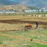 Rice Prices in North Korea Surge to New Highs in September