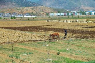 Rice Prices in North Korea Surge to New Highs in September