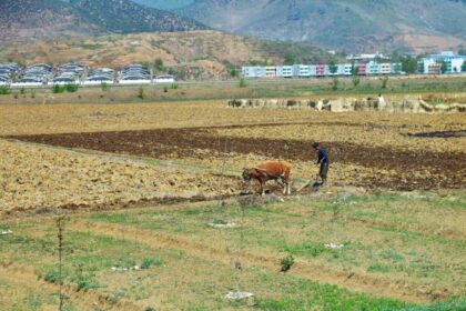 Rice Prices in North Korea Surge to New Highs in September