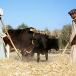 The Taliban’s Make-or-Break Push for Agricultural Self-Sufficiency