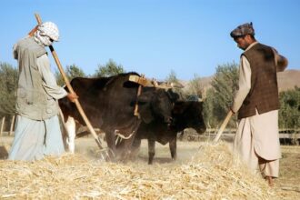 The Taliban’s Make-or-Break Push for Agricultural Self-Sufficiency