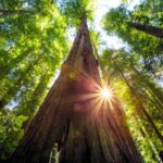 Canopy of Redwood trees in Humboldt