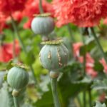 Myanmar Remains World’s Leading Source of Illegal Opium Cultivation