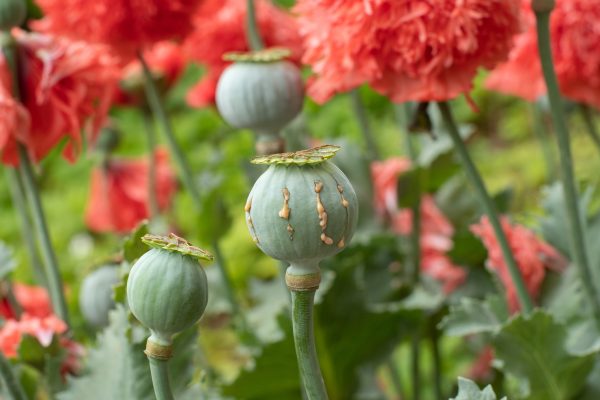 Myanmar Remains World’s Leading Source of Illegal Opium Cultivation