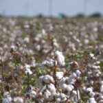 The Legitimization of Land Grabbing in Uzbekistan’s Cotton Sector 