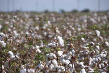 The Legitimization of Land Grabbing in Uzbekistan’s Cotton Sector 