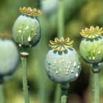 Getting Out of Afghanistan’s Opium Quagmire