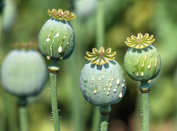 Getting Out of Afghanistan’s Opium Quagmire