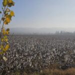 Pickers and Clusters: A Complex Array of Issues Confronts Uzbekistan’s Evolving Cotton Industry