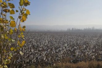 Pickers and Clusters: A Complex Array of Issues Confronts Uzbekistan&rsquo;s Evolving Cotton Industry