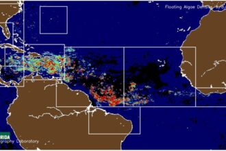 31M Tons of Sargassum Heading Towards the Beaches of Florida, Mexico, and the Caribbean