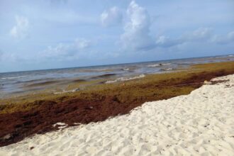Cancun Area Sargassum Seaweed Updates 2024
