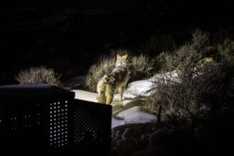Colorado gray wolf deaths linked to mountain lion attack, coyote trap