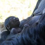 Critically endangered baby gorilla born at Colorado zoo