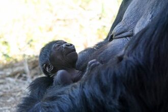Critically endangered baby gorilla born at Colorado zoo