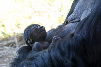 Critically endangered baby gorilla born at Colorado zoo
