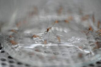 Denver confirms West Nile virus as season starts early on Front Range