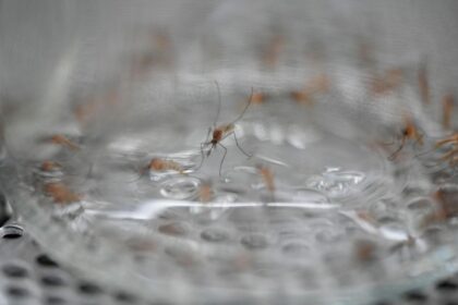 Denver confirms West Nile virus as season starts early on Front Range