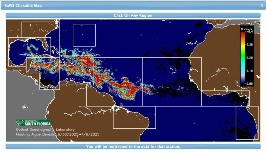 Dominican Republic Sargassum Seaweed In 2024: What To Know