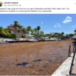 Florida Beaches Battle Waves of Sargassum Yet Again as Summer Heat Intensifies