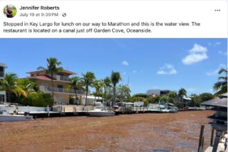 Florida Beaches Battle Waves of Sargassum Yet Again as Summer Heat Intensifies