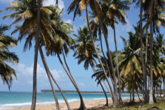Palm tree lined beach in Miches, D.R.