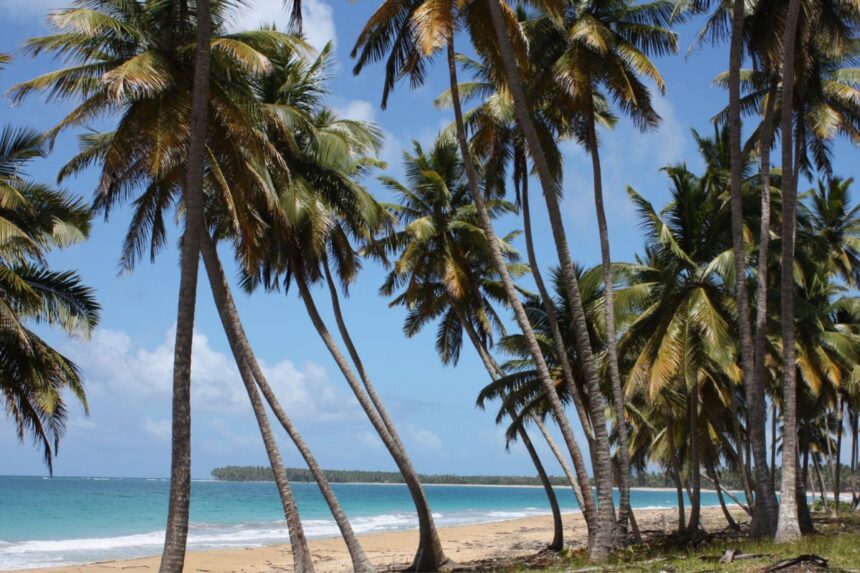 Palm tree lined beach in Miches, D.R.