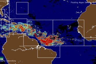 Satellite Images Reveal Record Sargassum Influx in Florida and Cancun in May