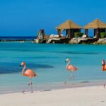 Pink Flamingos On A Beach In Aruba, Dutch Caribbean